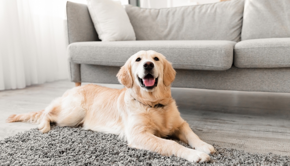 Emergency dog care in Animal Emergency Center of Las Vegas and Henderson Happy Golden Retriever lying on a gray rug in a bright living room at Animal Emergency Center of Las Vegas and Henderson