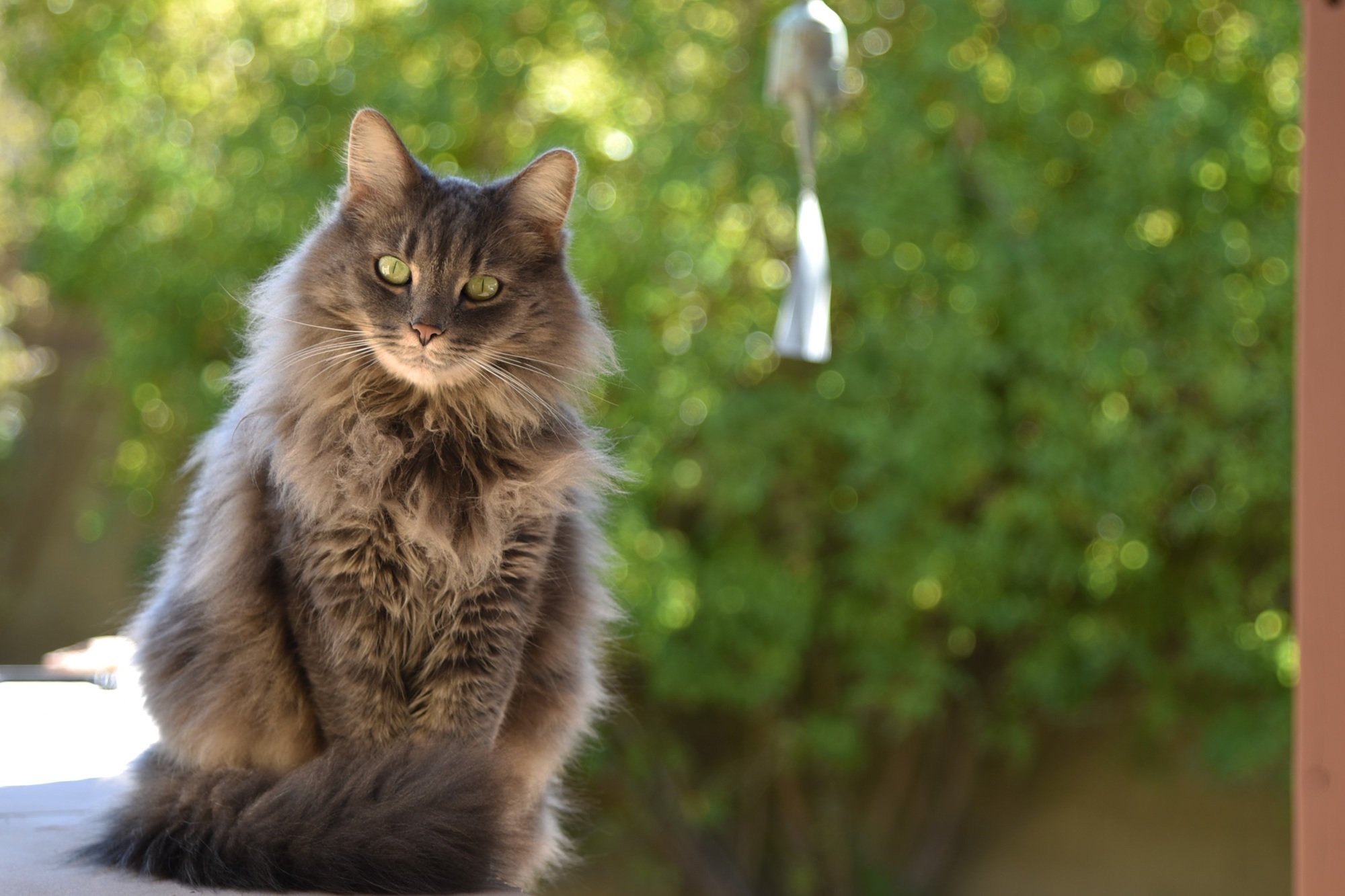 Emergency cat care in Las Vegas, NV A fluffy, long-haired gray cat with green eyes sitting alertly outdoors at the Animal Emergency Center of Las Vegas