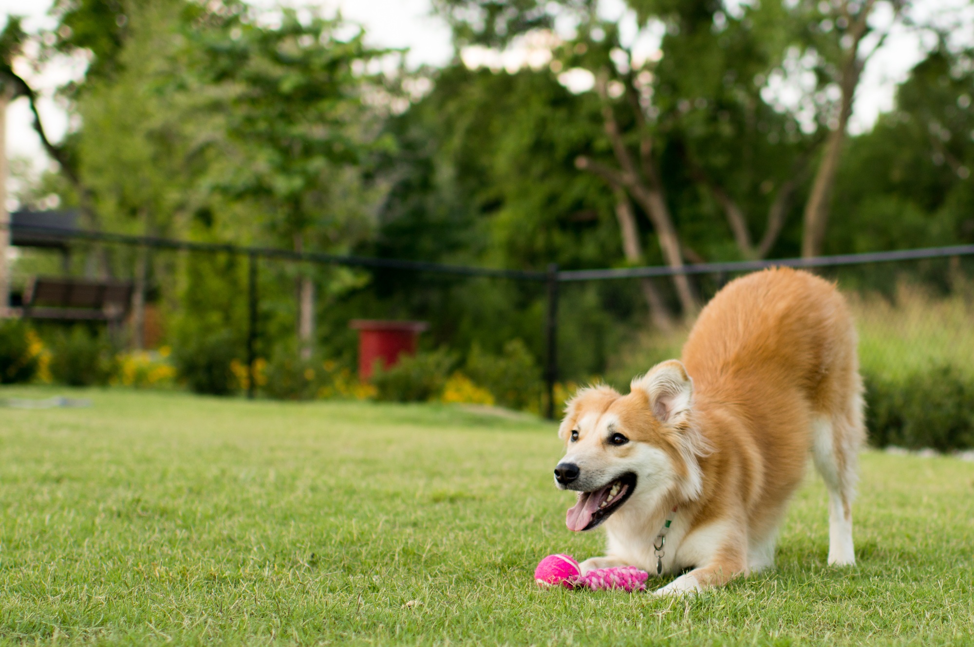 Happy golden mixed-breed dog playing with a pink toy in a grassy yard in Las Vegas, animal services Las Vegas pet owners