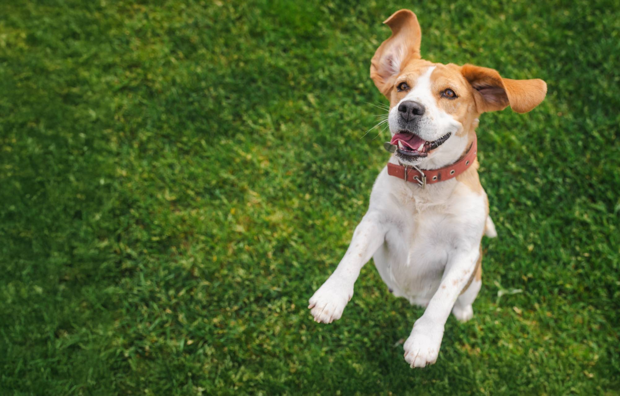 Happy beagle dog jumping on green grass with ears flapping and mouth open in a joyful expression, mid-air in a playful moment. High quality photo