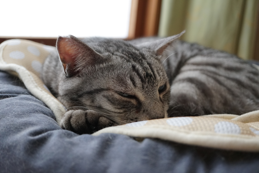 Silver tabby cat resting comfortably on a soft blanket. When your pet needs after-hours or overnight veterinary care in Las Vegas, Animal Emergency Center is open nights, weekends, and holidays
