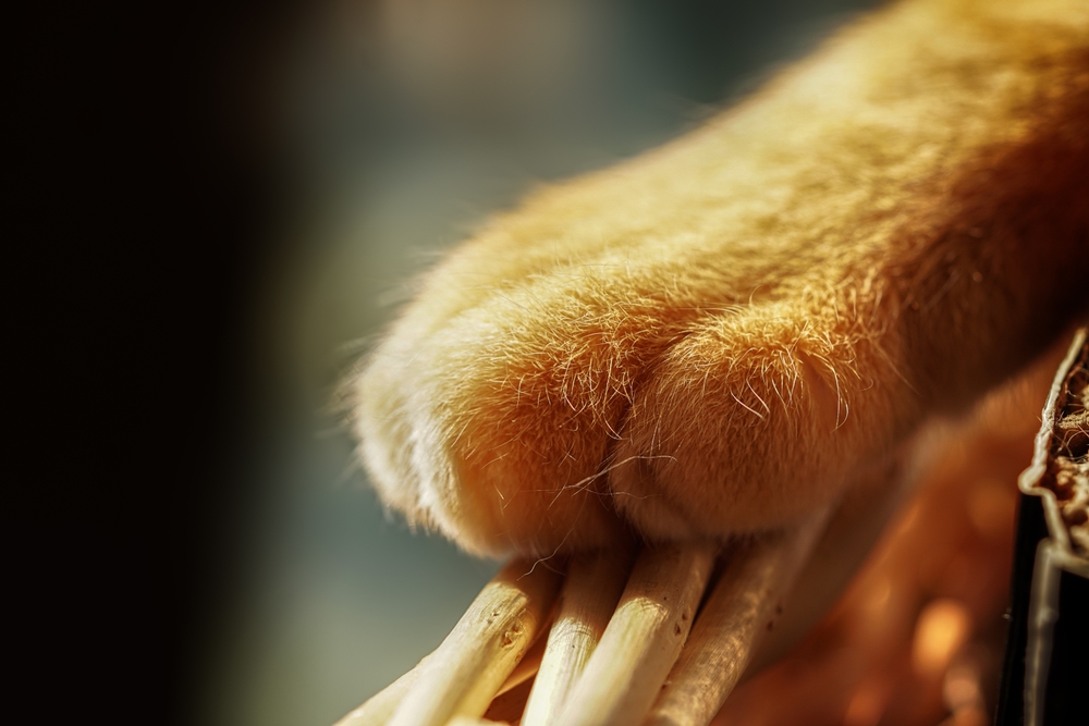 Close-up of a golden cat paw with extended claws resting on a surface in Animal Emergency Center of Las Vegas