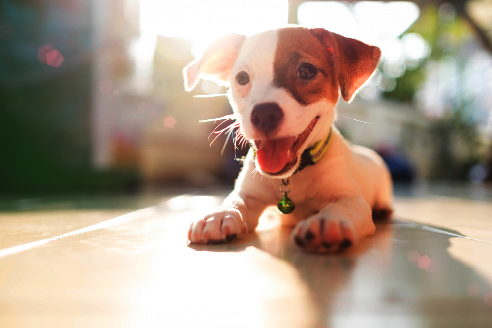 Smiling Jack Russell-mix puppy with a collar and bell lying in warm sunlight in Animal Emergency Center of Las Vegas 