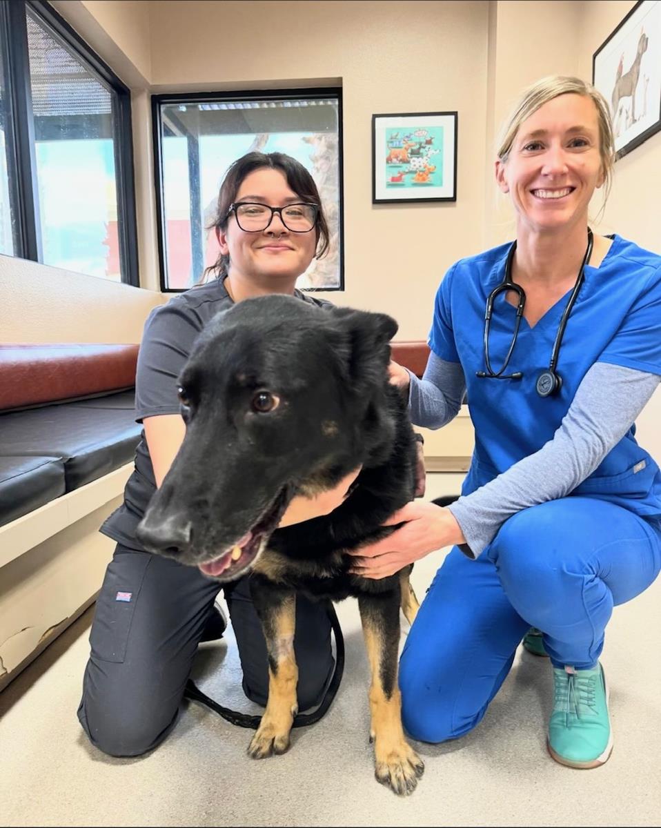 Emergency veterinarian and vet tech with a black shepherd mix dog at Animal Emergency Center of Las Vegas, a 24-hour animal hospital serving the Las Vegas Valley