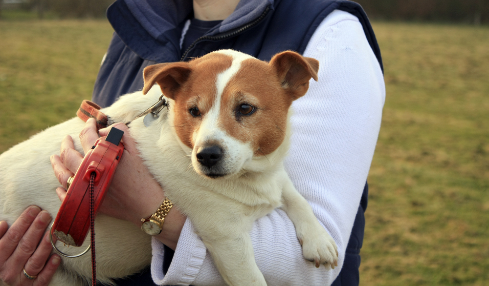 A person holding a small Jack Russell Terrier on a leash outdoors at the Animal Emergency Center of Las Vegas and Henderson